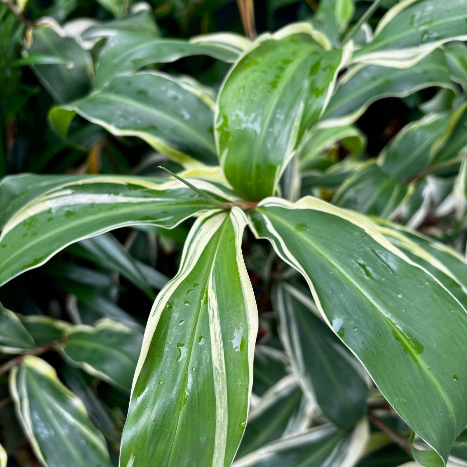 Variegated Shampoo Ginger - Zingiber zerumbet NEW