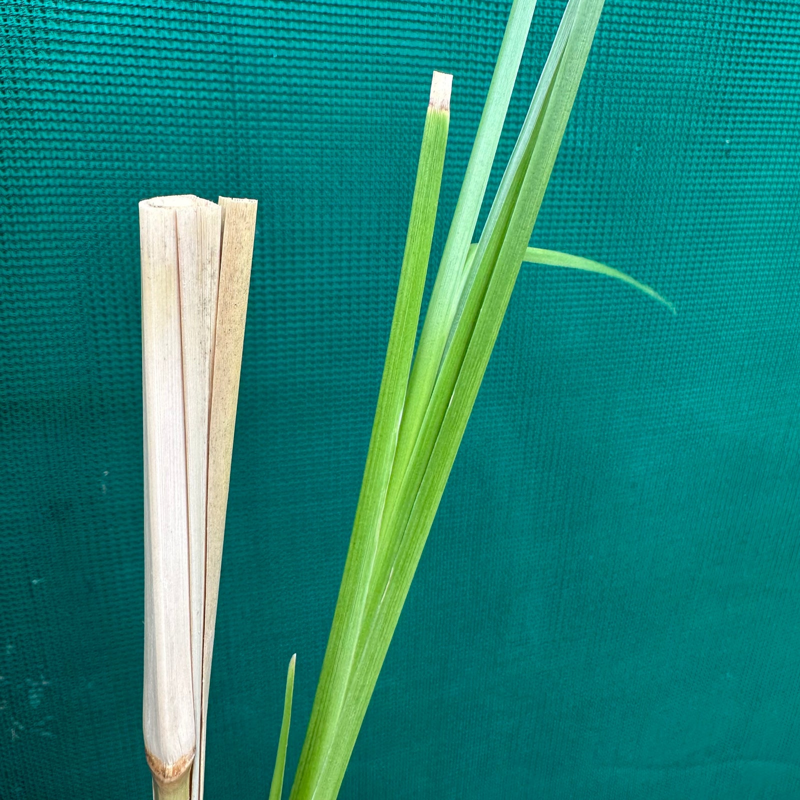 Vetiver Grass - Chrysopogon zizanioides