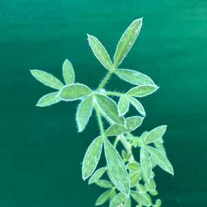 Tagasaste - Tree Lucerne NEW