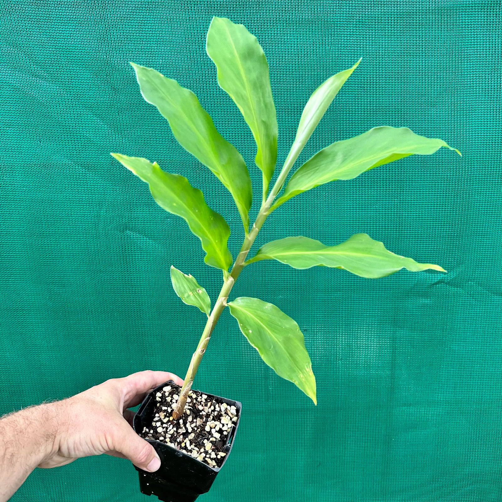 Shampoo Ginger - Zingiber zerumbet NEW