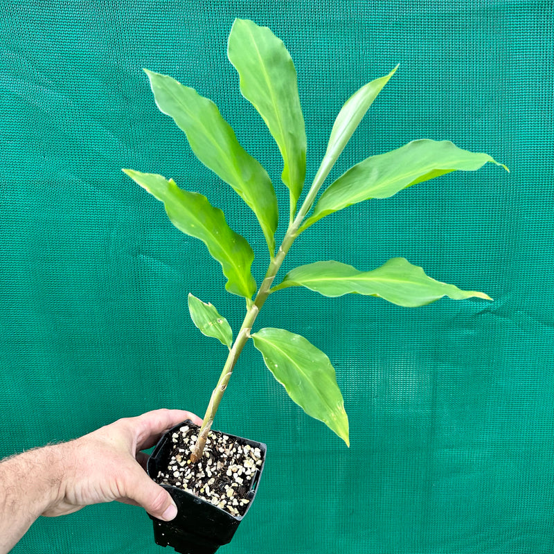 Shampoo Ginger - Zingiber zerumbet NEW - Edible Jungle Nursery