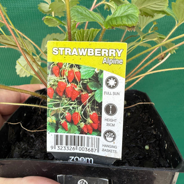 Strawberry - Alpine - Edible Jungle Nursery