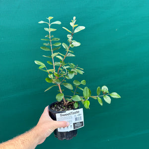 Feijoa ‘Sellowiana Pineapple’ NEW