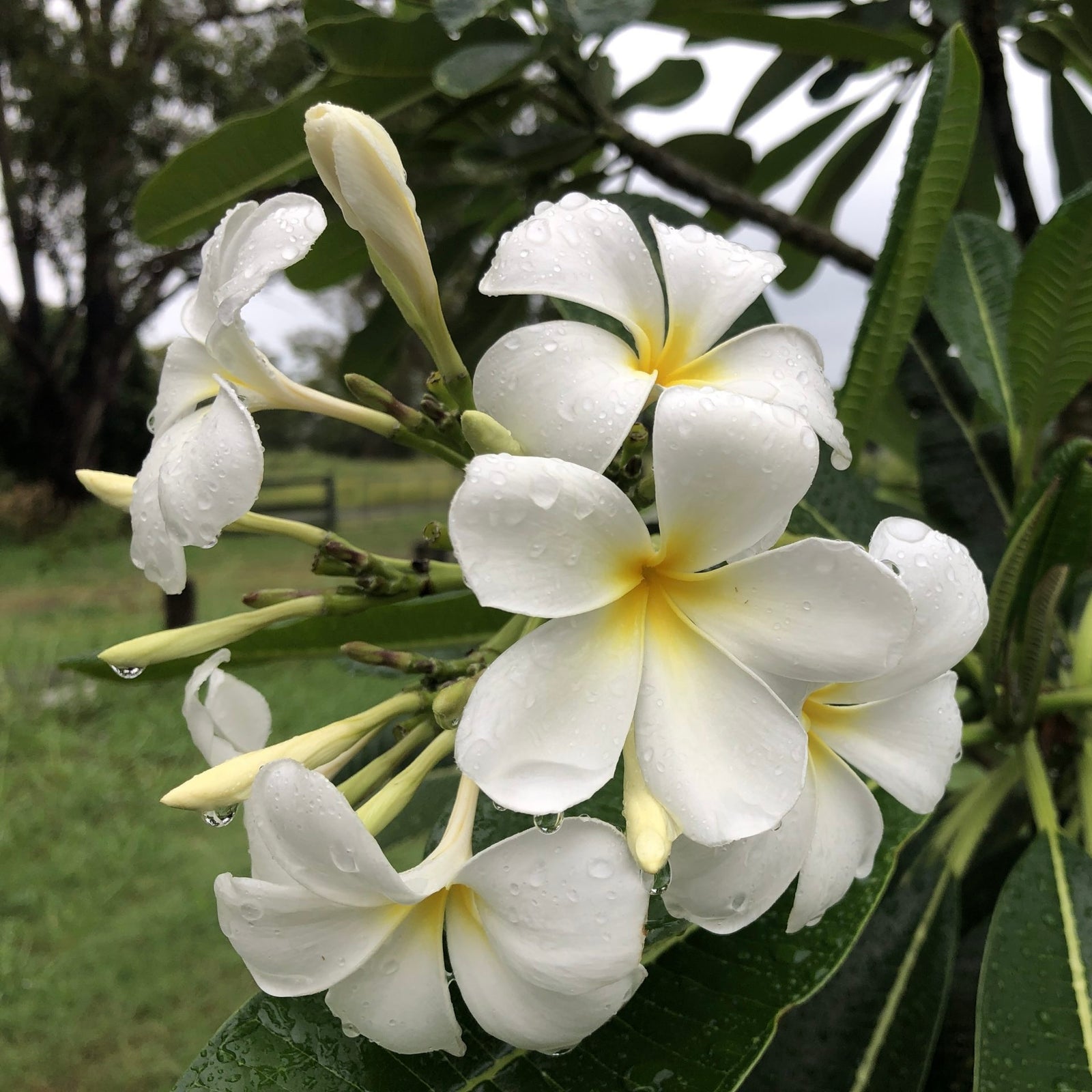 Frangipani - Plumeria Obtusa ‘Singapore Evergreen White’