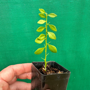 Finger Lime ‘Little Ruby’
