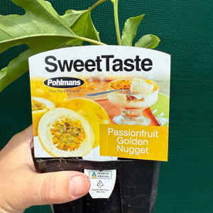 Passion Fruit - Golden Nugget NEW