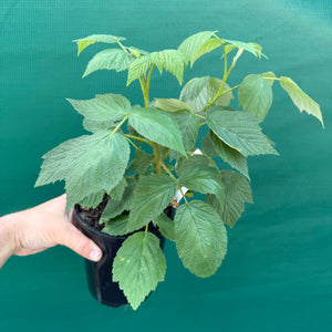 Raspberry Heritage - Rubus idaeus NEW