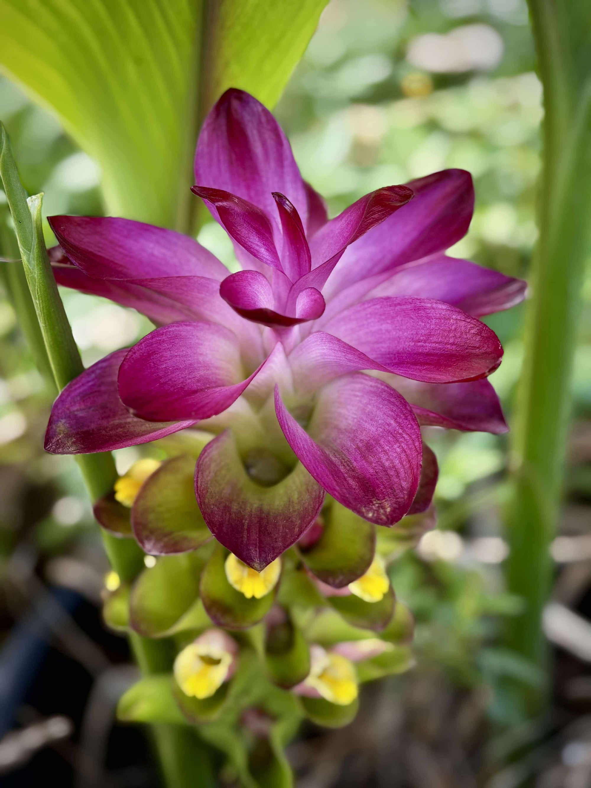 Temulawak - Curcuma xanthorrhiza NEW