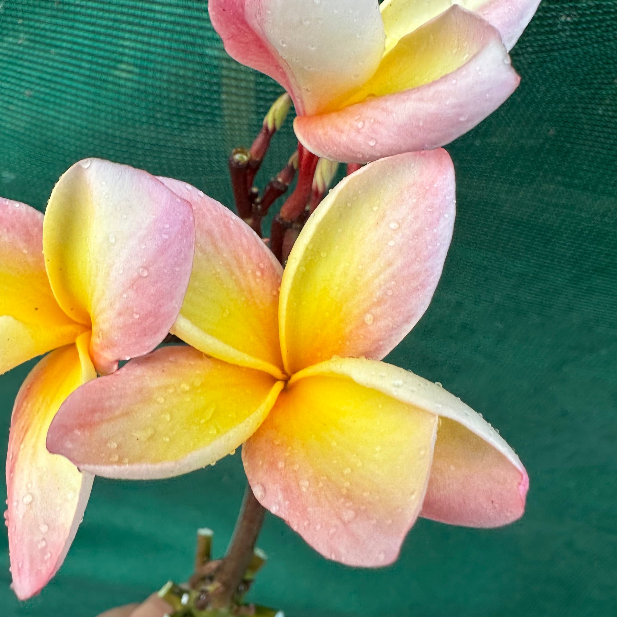 Frangipani - Col’s Cooktown Sunset - Edible Jungle Nursery