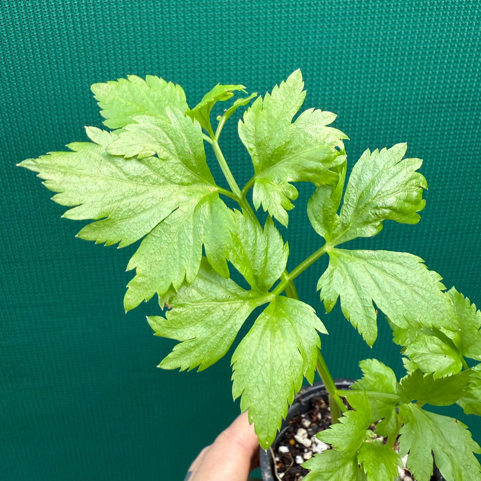 Perpetual Celery (Apium graveolens var. secalinum) NEW