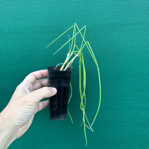 L’itoi Clumping Onion NEW