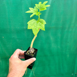 Aibika Hibiscus Spinach - Abelmoschus manihot NEW
