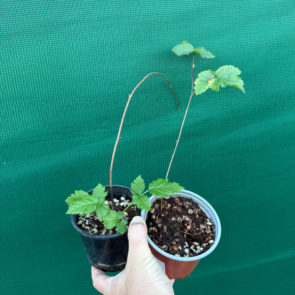 Youngberry - Edible Jungle Nursery