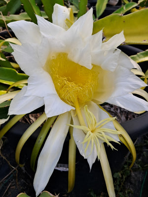 Dragon Fruit ‘Delight’