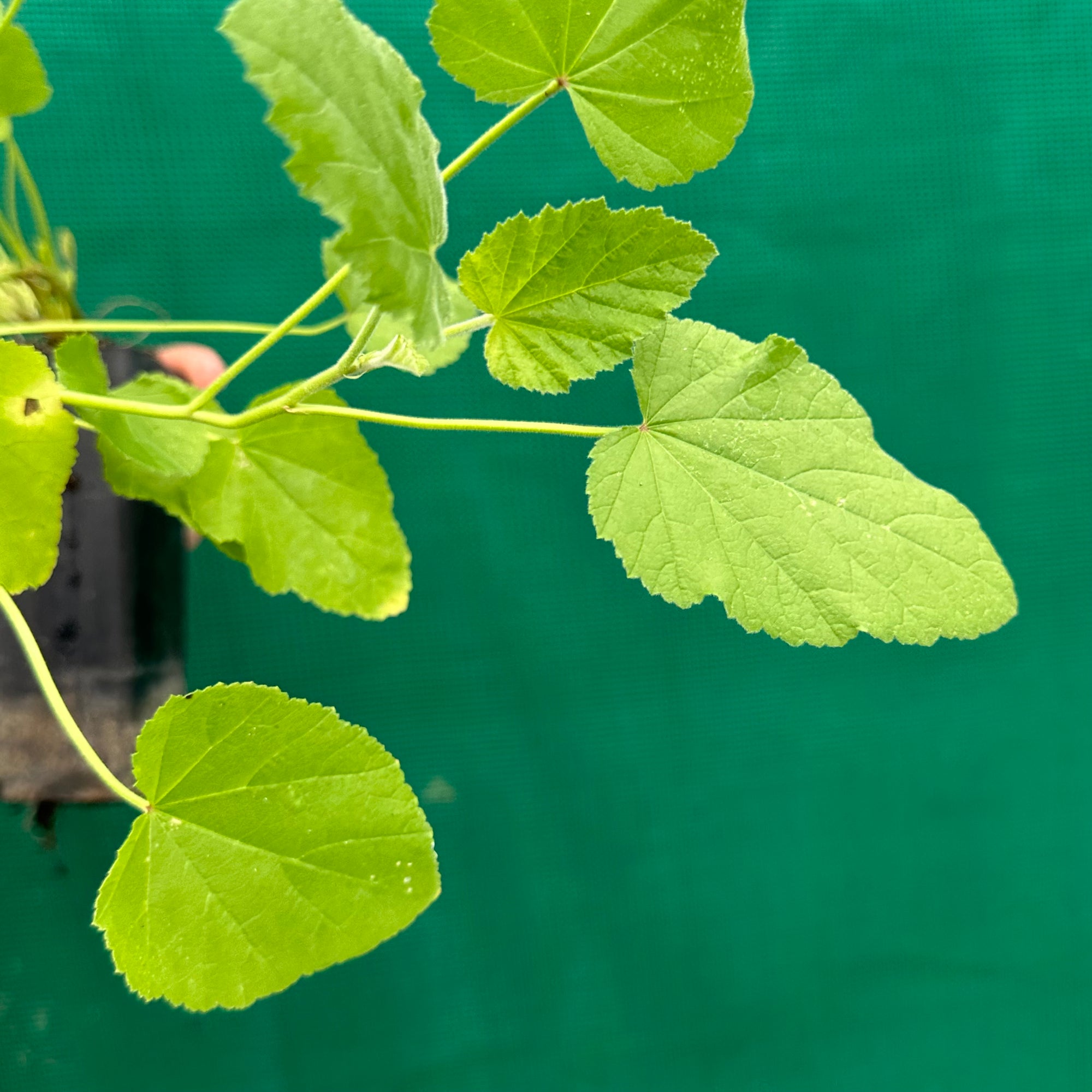 Marshmallow - Althaea officinalis NEW