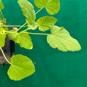 Marshmallow - Althaea officinalis NEW