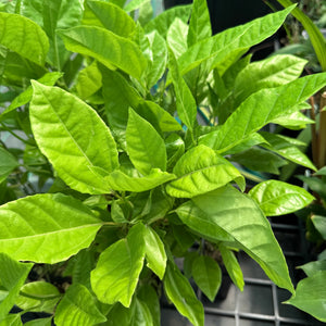 Passion Fruit - Panama Red