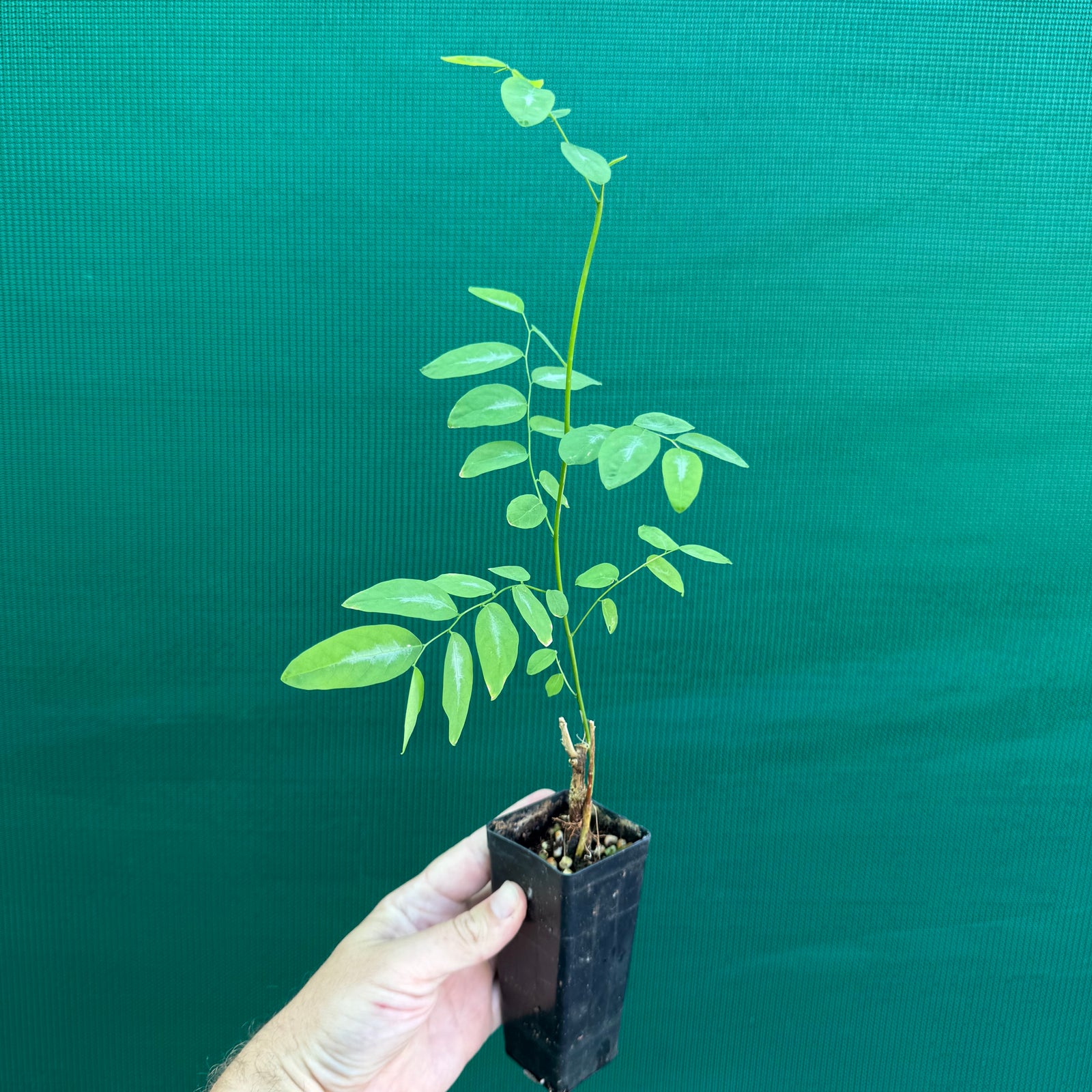 Sweet Leaf Bush - Sauropus androgynus NEW