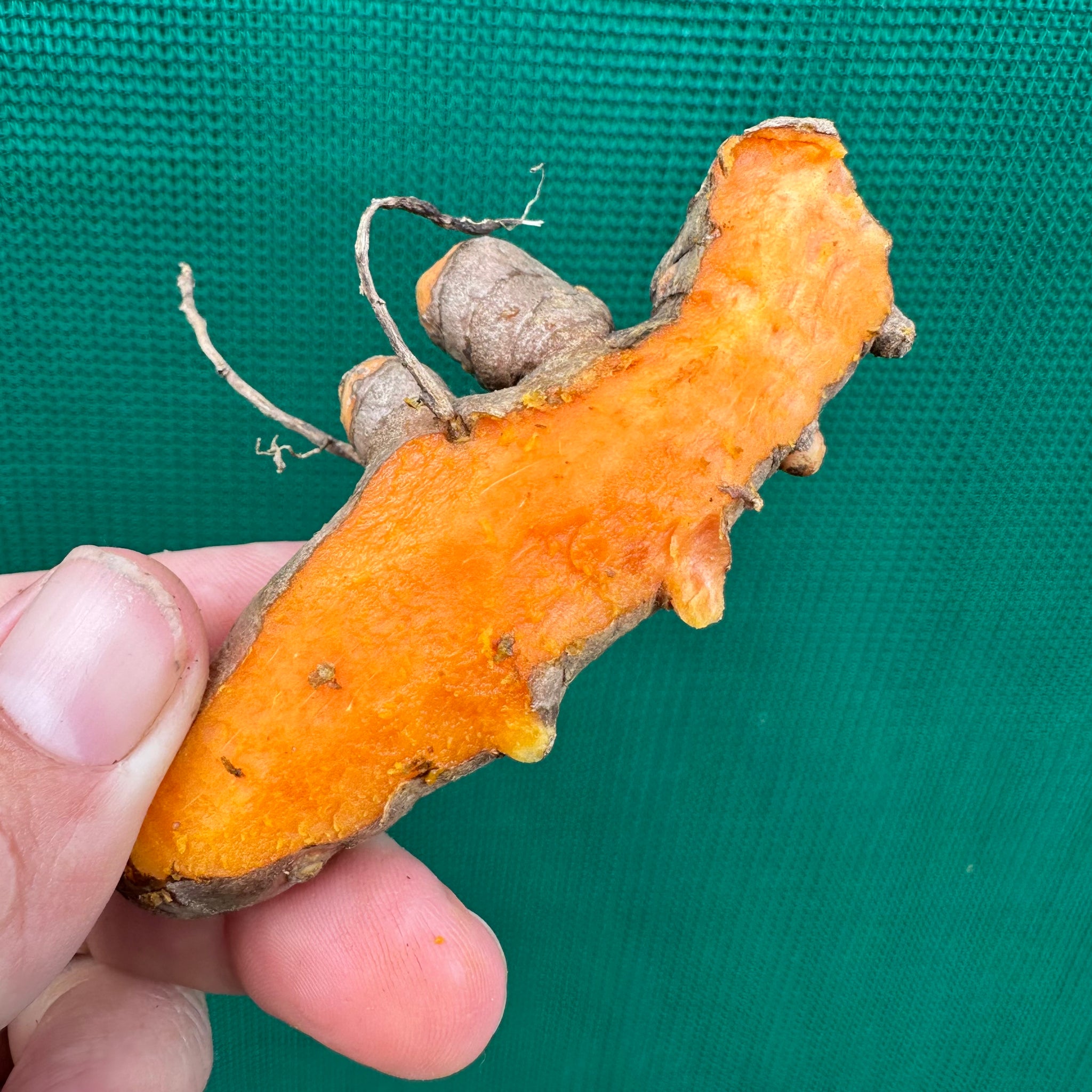 Tumeric Marrow Tumeric - Madras - Edible Jungle Nursery