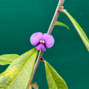 Hovea acutifolia NEW