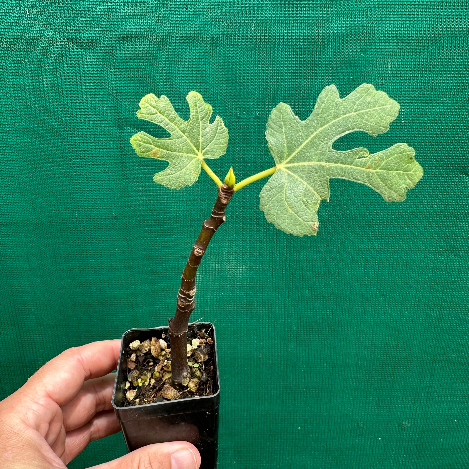 Fig Tree - Brown Turkey