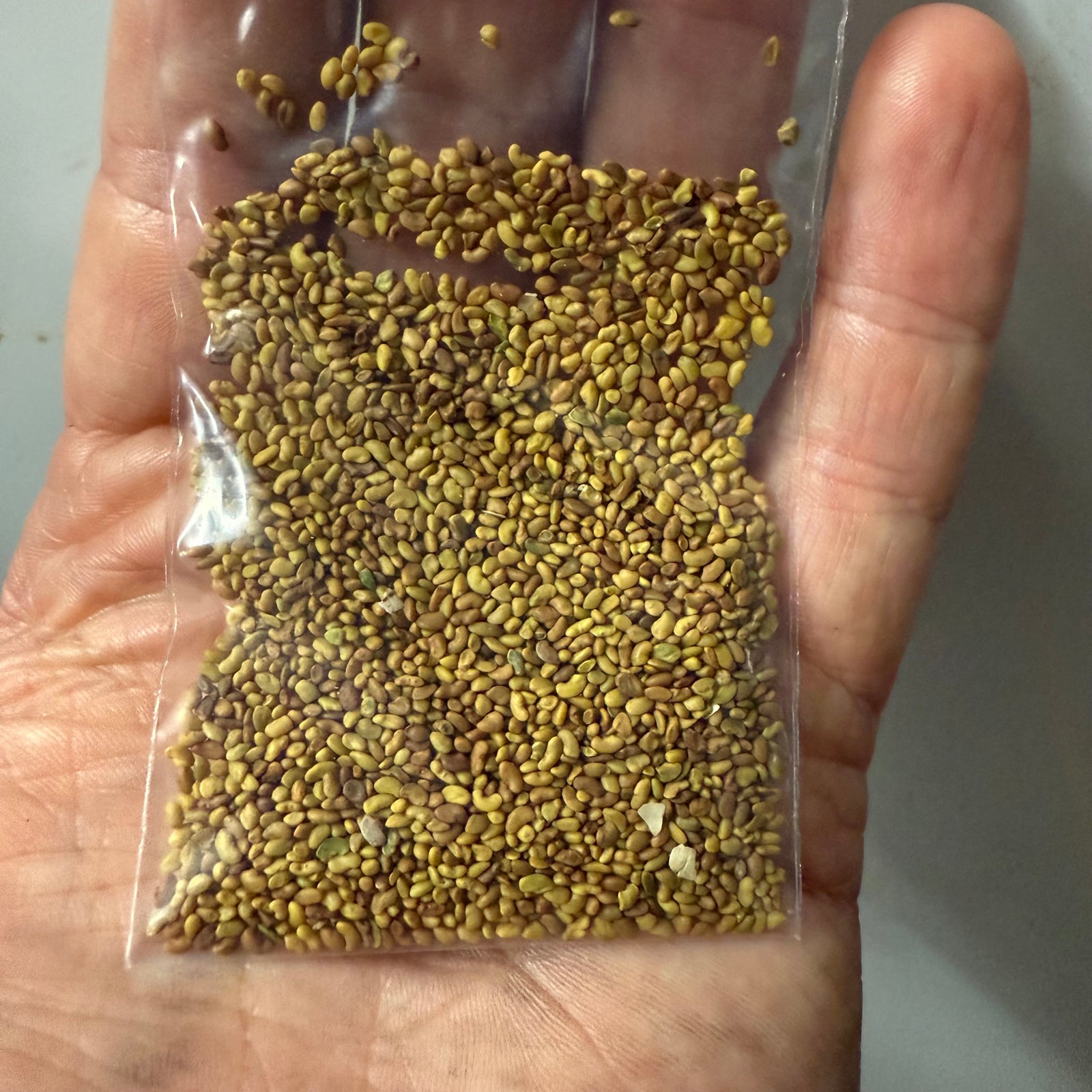 Lucerne - Medicago sativa