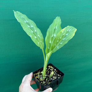 Round Root Galangal - Kaempferia rotunda NEW