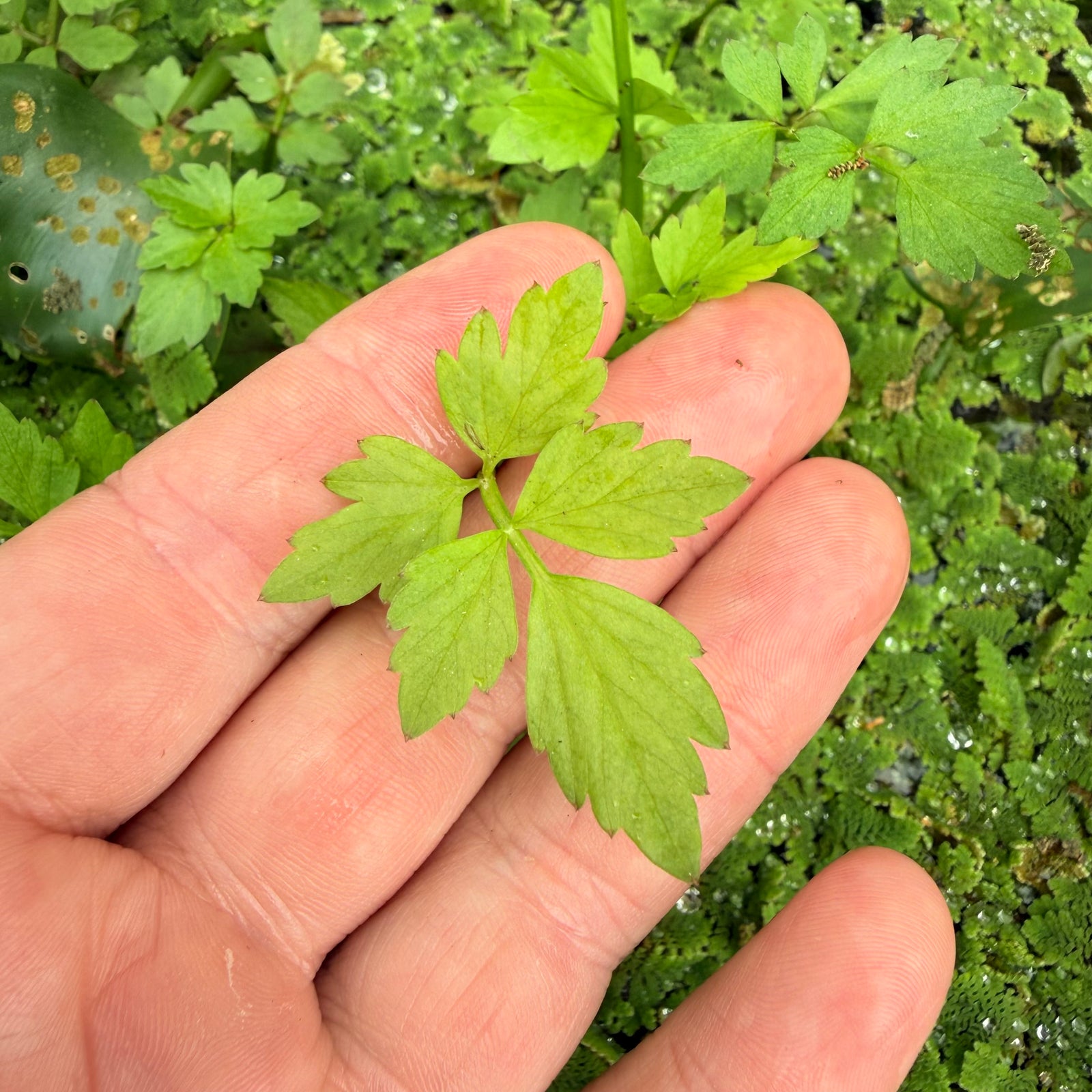 Water Parsley (Oenanthe javanica) NEW