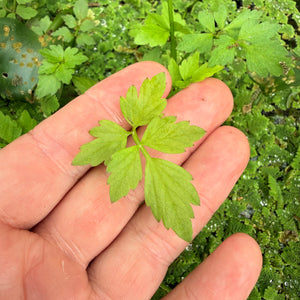 Water Parsley (Oenanthe javanica) NEW