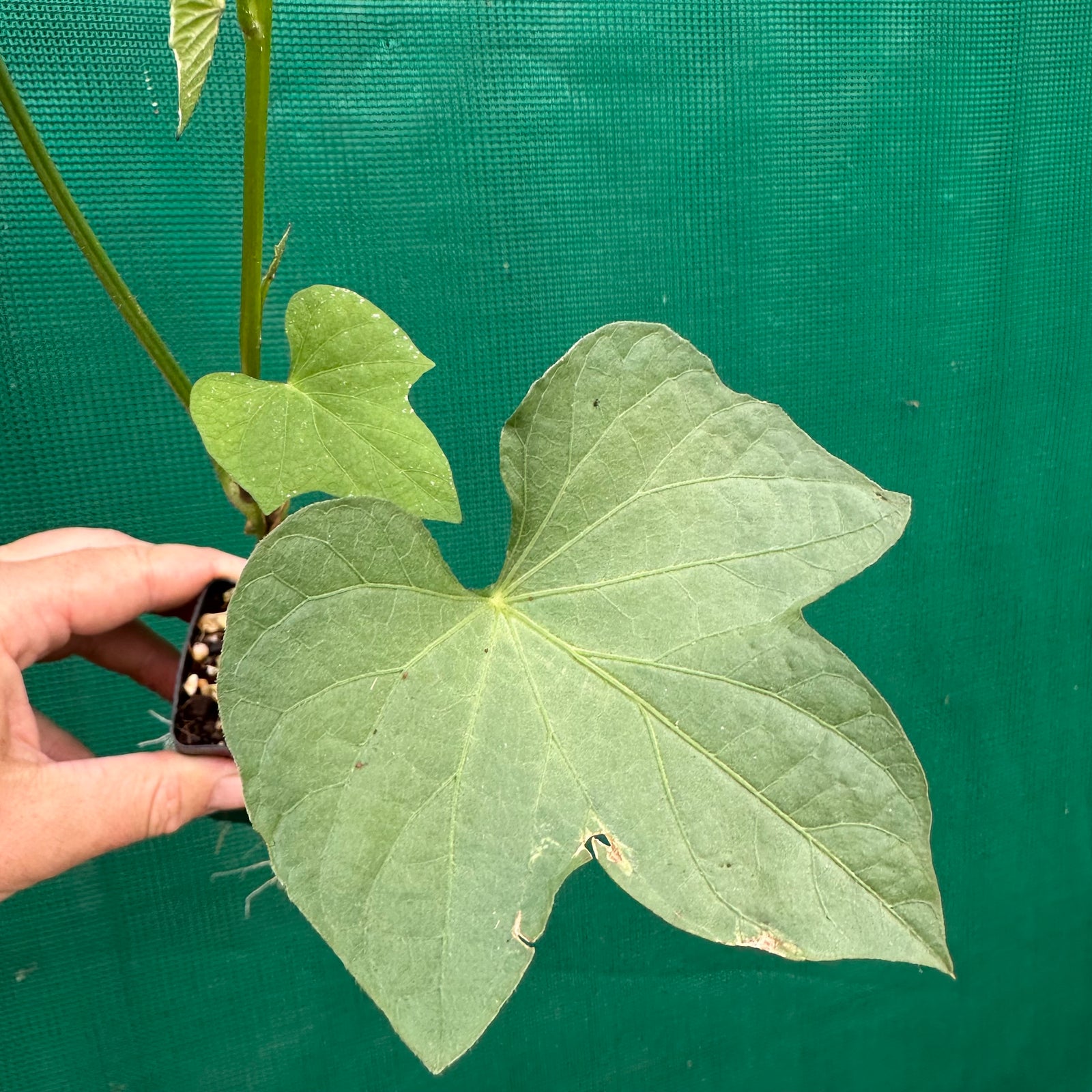 Sweet Potato ‘Japanese Beni-masari Satsumaimo’ NEW