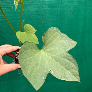 Sweet Potato ‘Japanese Beni-masari Satsumaimo’ NEW