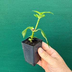 Mushroom Plant - Rungia klossii NEW