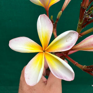 Frangipani - ‘EJN01’ NEW