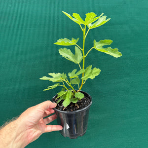 Fig Tree - Black Genoa NEW
