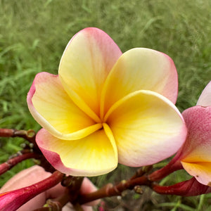 Frangipani - Lemon Drop