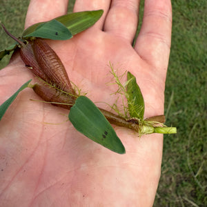 Floating Bamboo - Hygroryza Aristata NEW