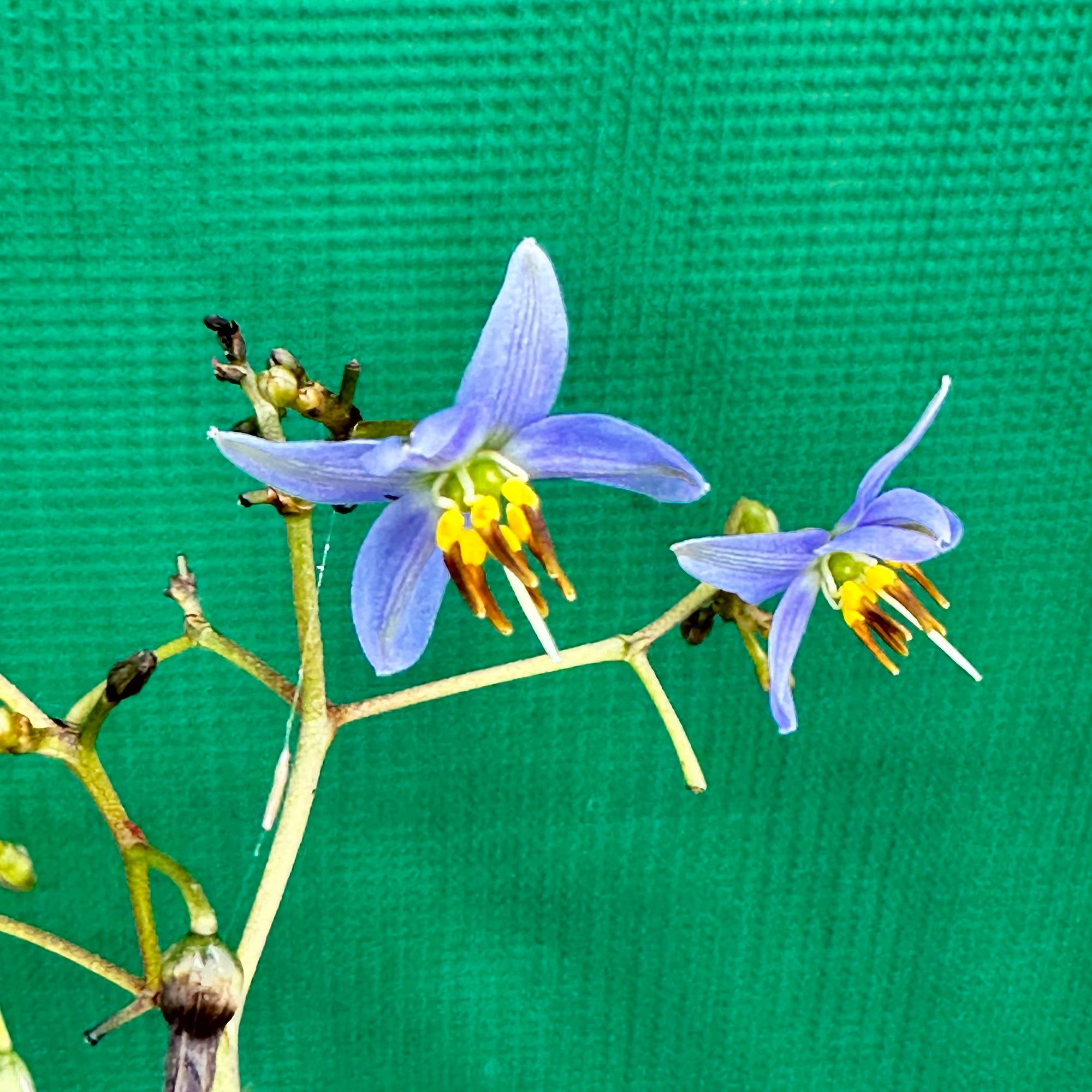 Blueberry Lily - Dianella revoluta