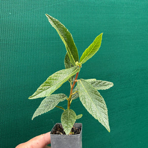 Sandpaper Fig (Ficus coronata) NEW
