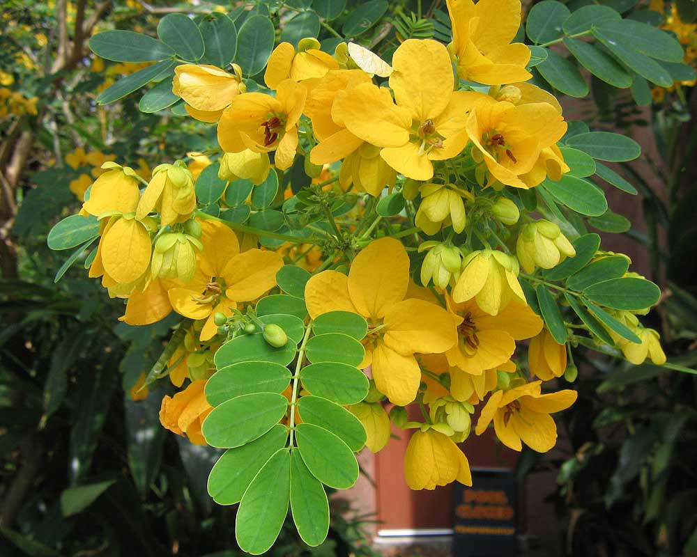 Tipuana Tipu NEW