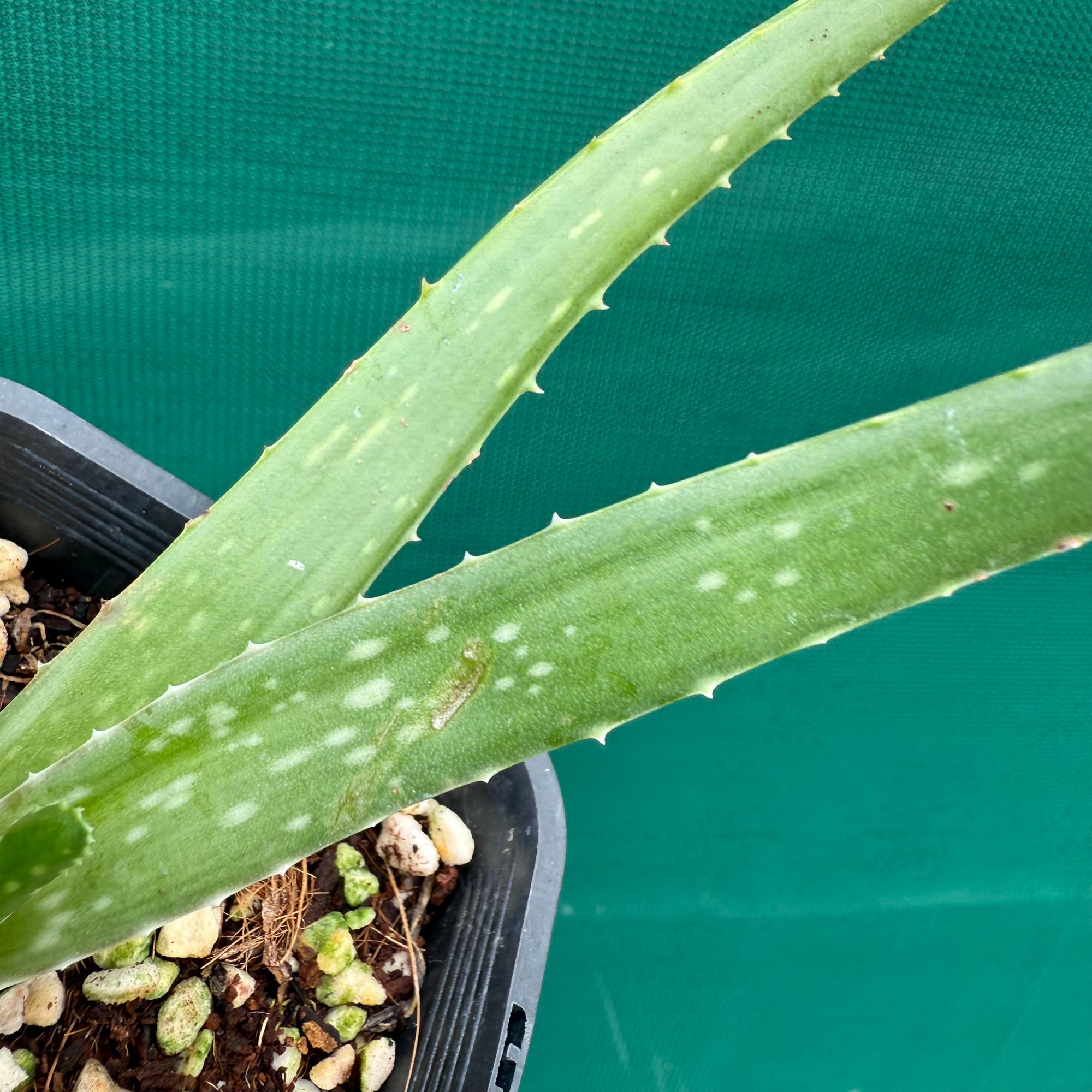 Aloe vera barbadensis ‘Miller’ NEW
