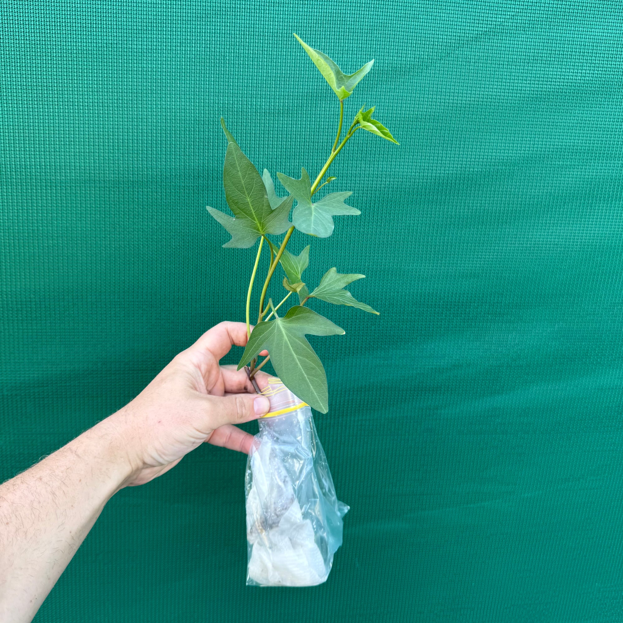 Sweet Potato ‘Kumara’ NEW