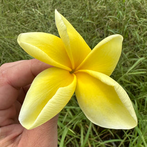 Frangipani - Bowen Yellow NEW