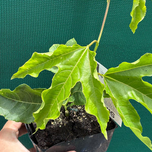 Passion Fruit - Golden Nugget NEW