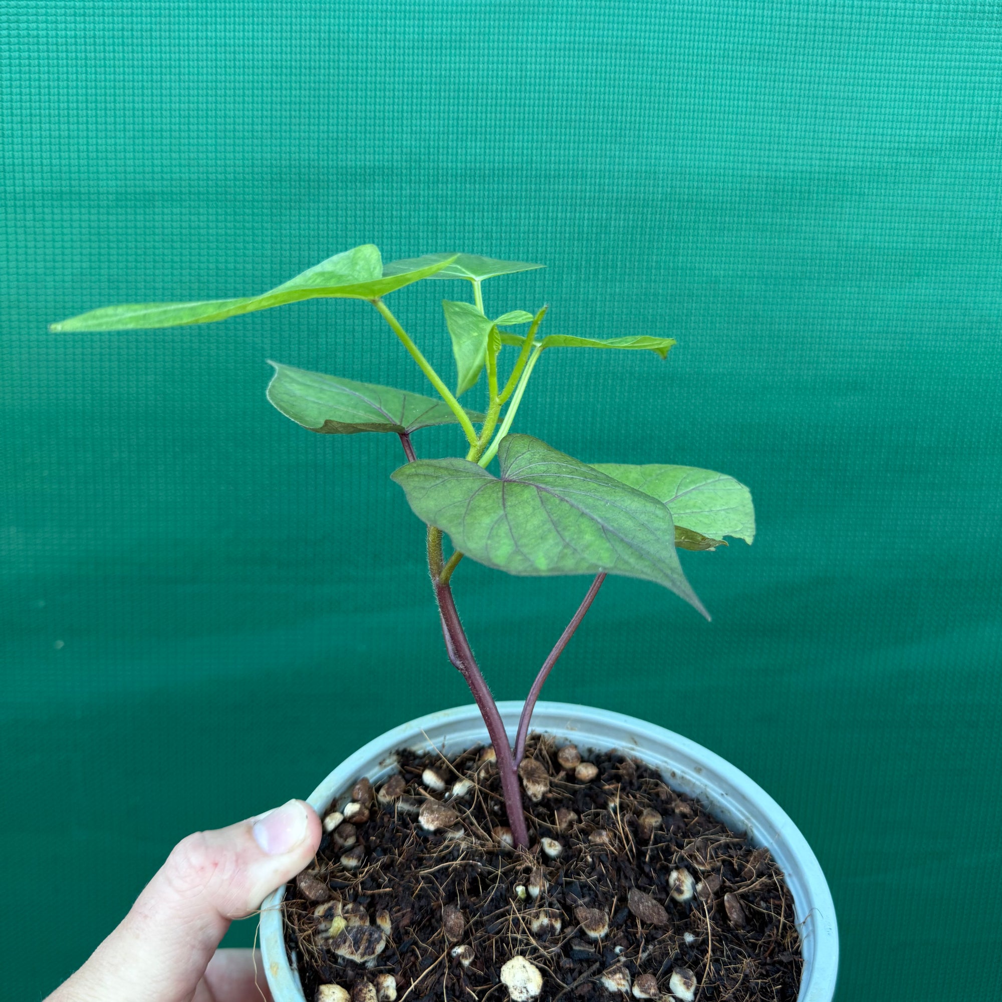 Sweet Potato ‘Japanese Murasaki’ NEW
