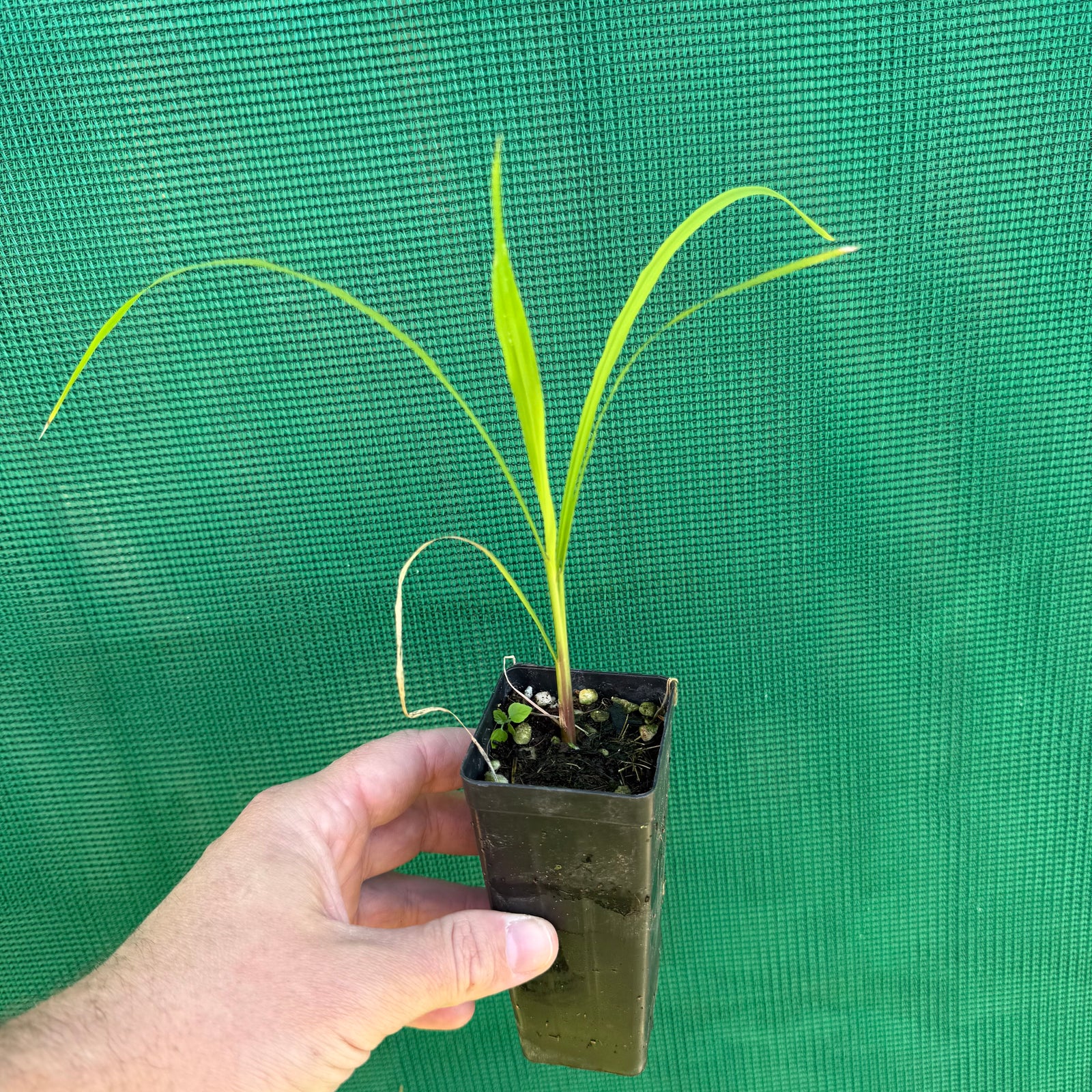 Black Rice - Oryza sativa NEW