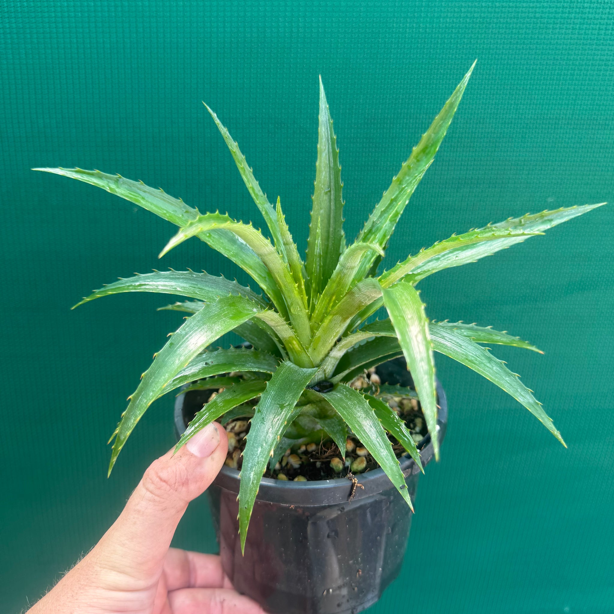 mini me pineapple plant Pineapple 'Mini'