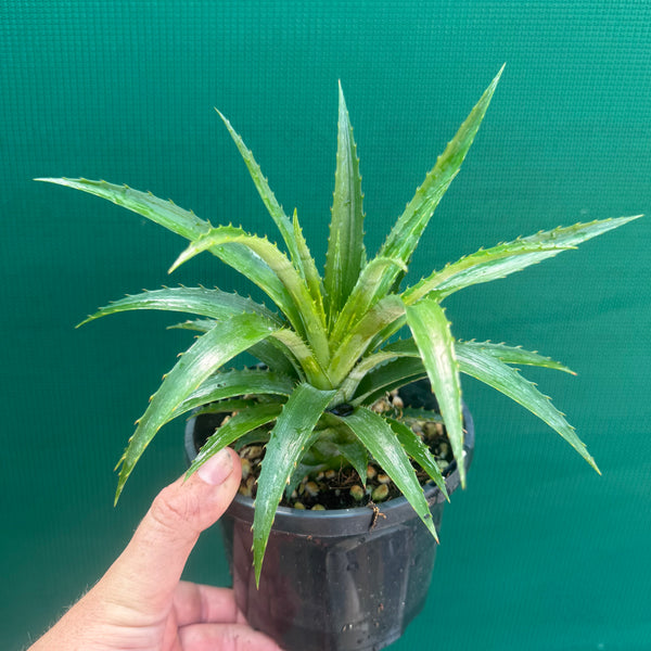 Pineapple 'Mini'