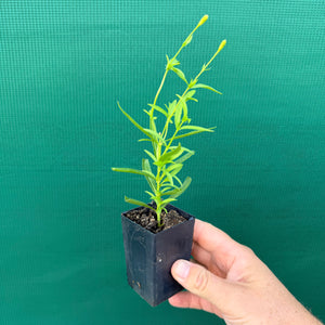 Mexican Tarragon - Tagetes lucida NEW
