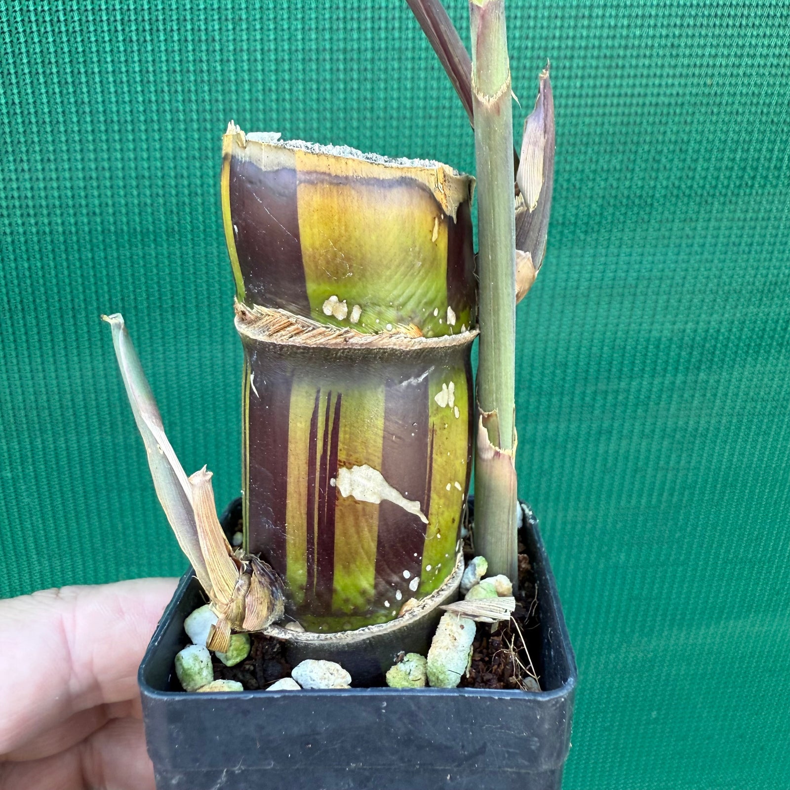 Sugar Cane ‘Striped’ NEW