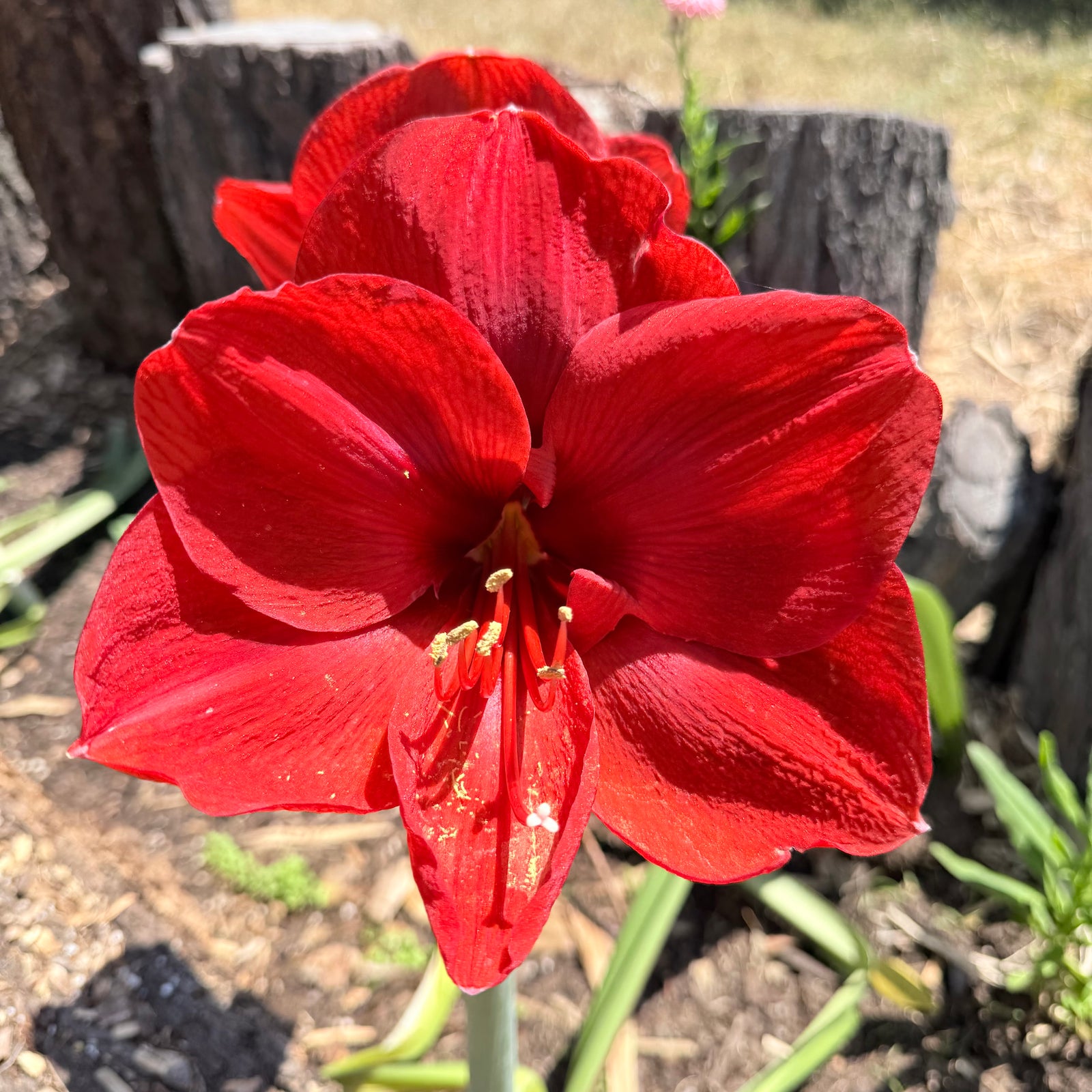 Hippeastrum ‘Ferrari’